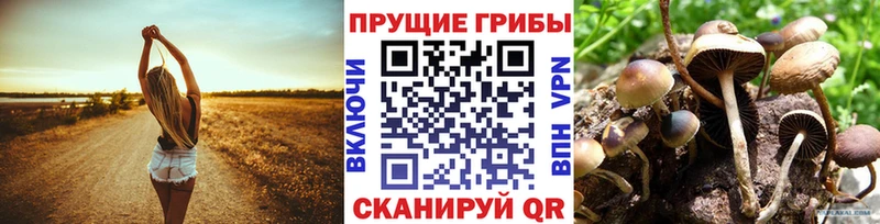 закладки  Можайск  Псилоцибиновые грибы GOLDEN TEACHER 